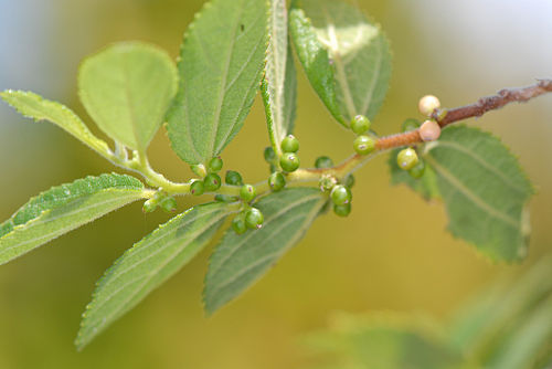 Trema lamarckiana